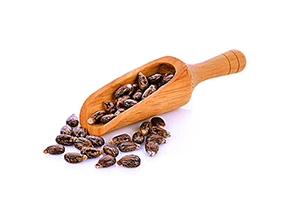 Castor Seed